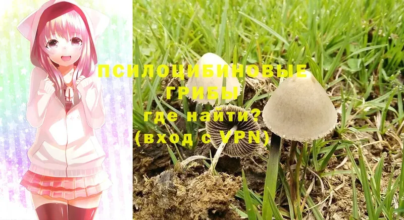 Галлюциногенные грибы Psilocybine cubensis  хочу наркоту  Тверь 